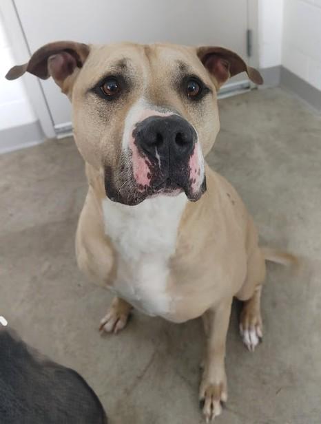 Enlarge LOUIE, a Adoptable mixed breed in Westmont, IL image 5/6