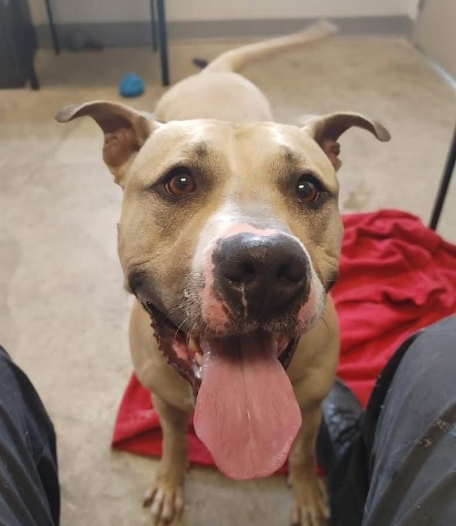 Enlarge LOUIE, a Adoptable mixed breed in Westmont, IL image 2/6