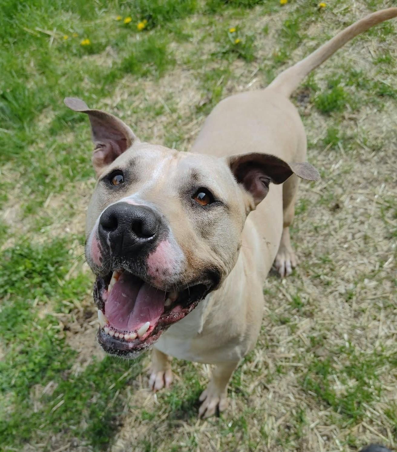 Enlarge LOUIE, a Adoptable mixed breed in Westmont, IL image 1/6
