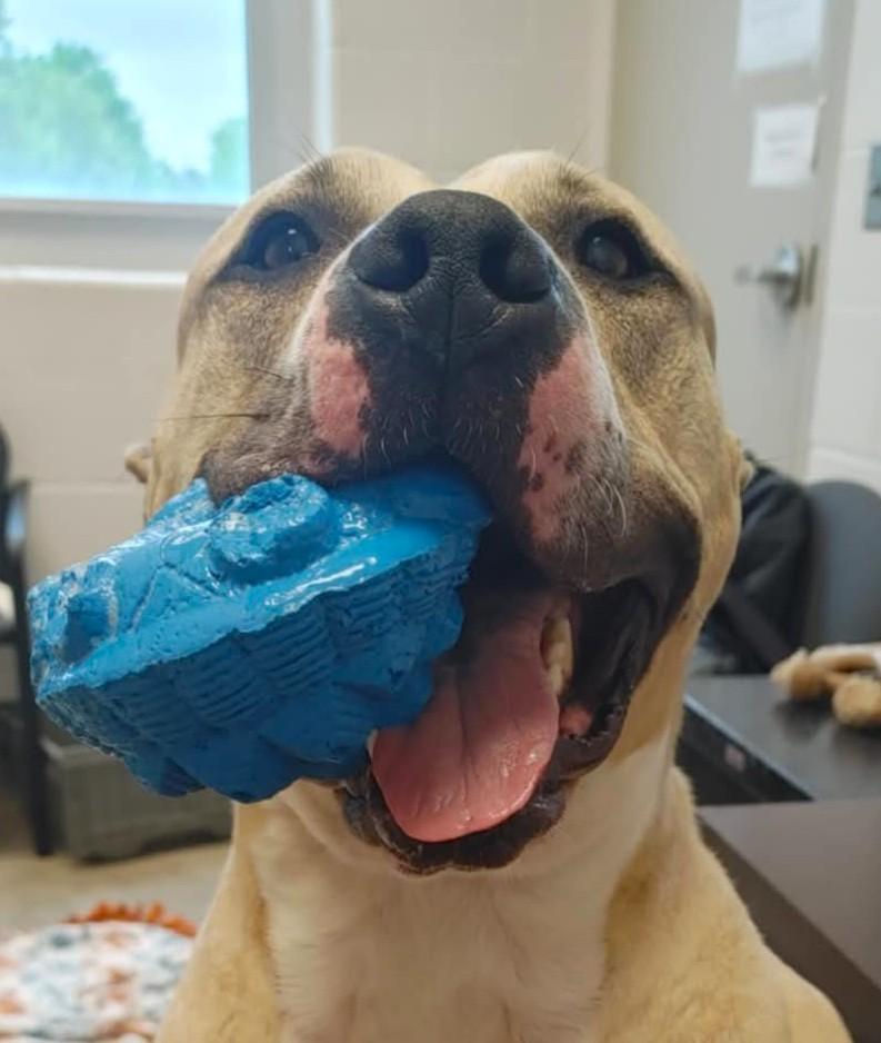 Enlarge LOUIE, a Adoptable mixed breed in Westmont, IL image 4/6