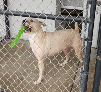 Enlarge LOUIE, a Adoptable mixed breed in Westmont, IL image 6/6