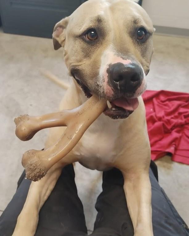 Enlarge LOUIE, a Adoptable mixed breed in Westmont, IL image 3/6