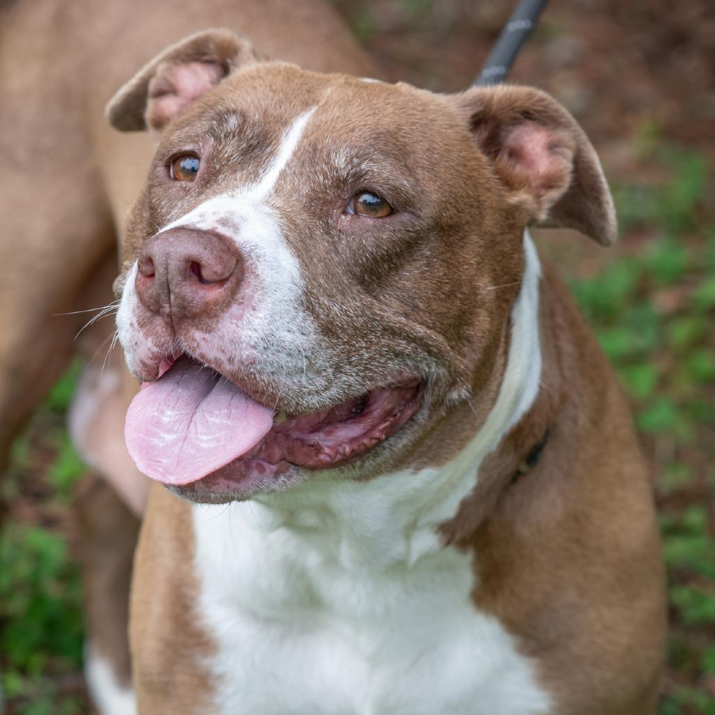 ELLIE-30729, Adoptable, Adult Female Pit Bull Terrier.