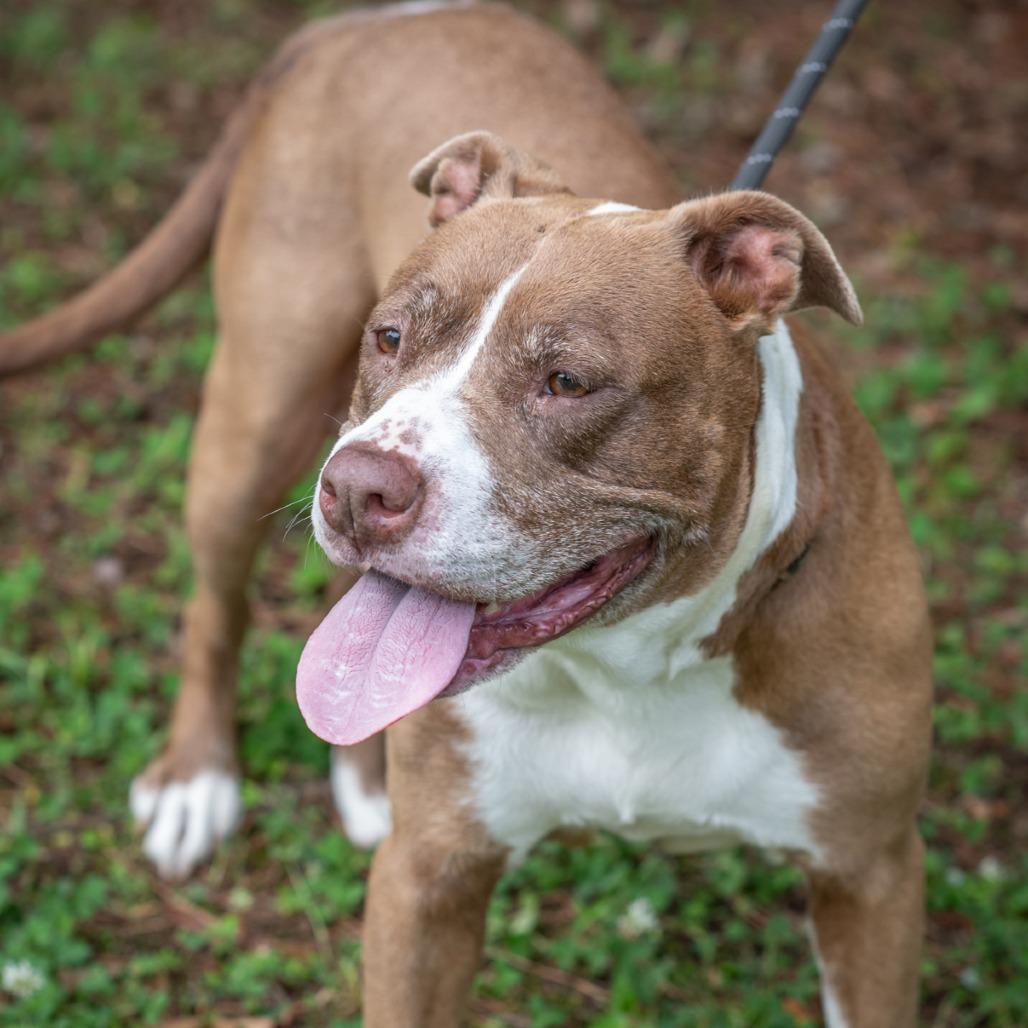 Enlarge ELLIE-30729, a Adoptable Pit Bull Terrier in Bartlett, TN image 2/2