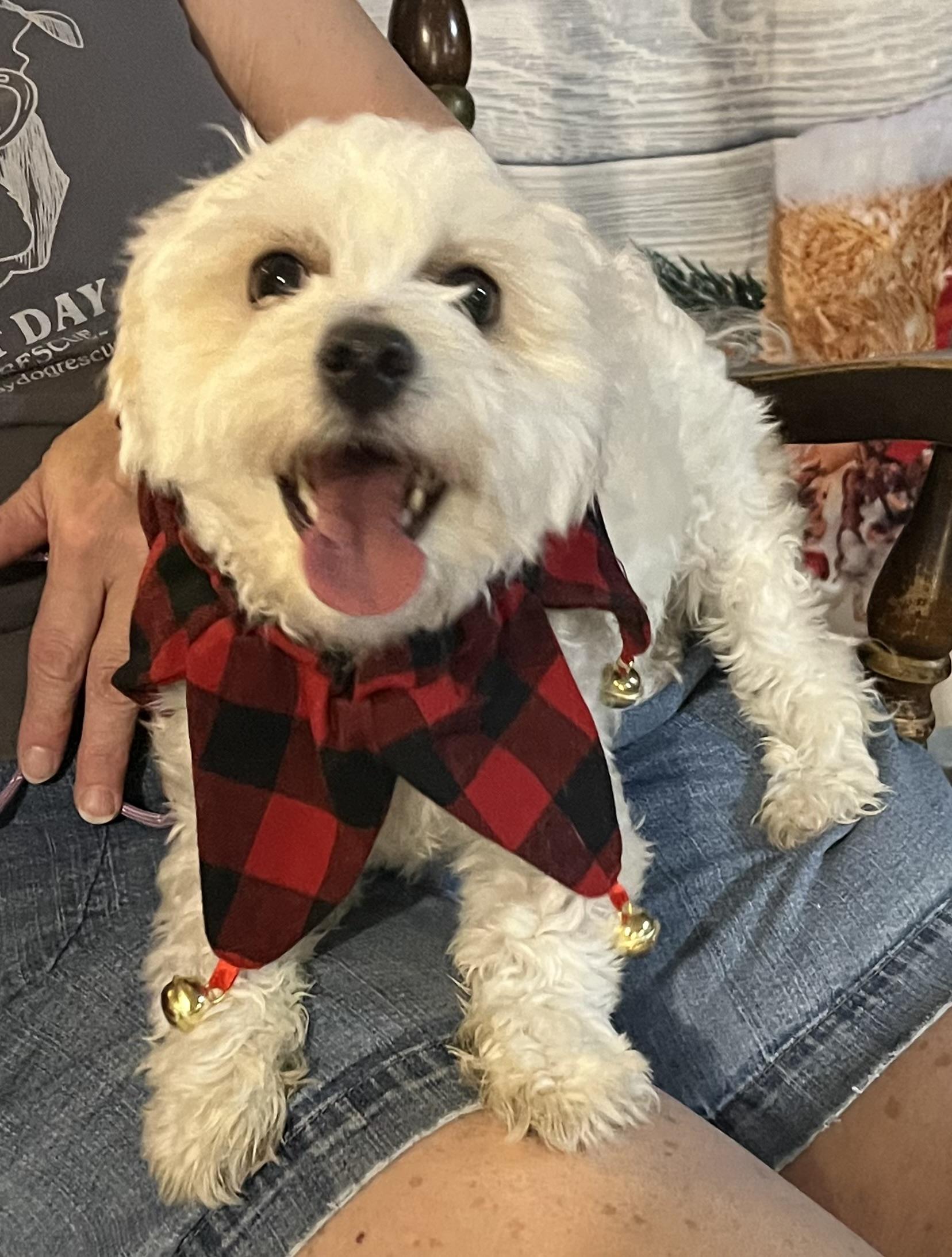 Zeke, ADOPTABLE, Young Male Poodle.