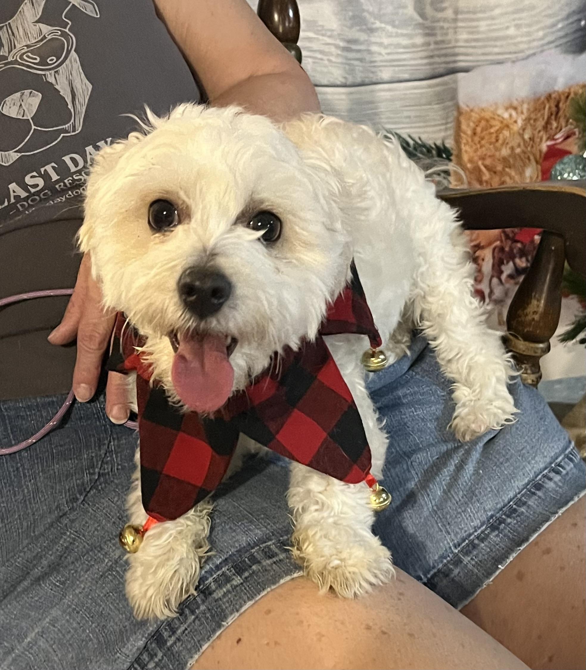 Enlarge Zeke, a ADOPTABLE mixed breed in Madison Heights, MI image 2/4