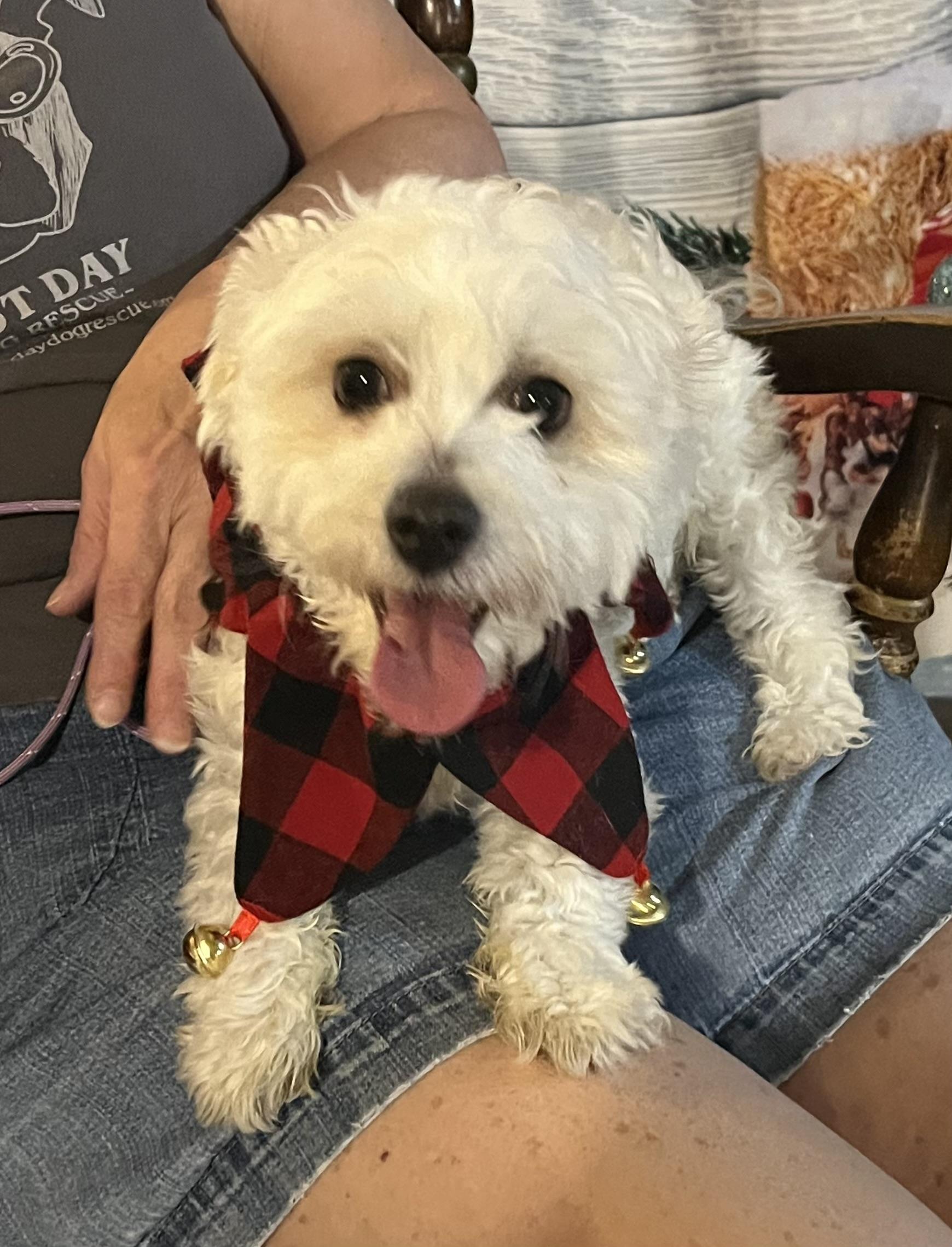 Enlarge Zeke, a ADOPTABLE mixed breed in Madison Heights, MI image 3/4