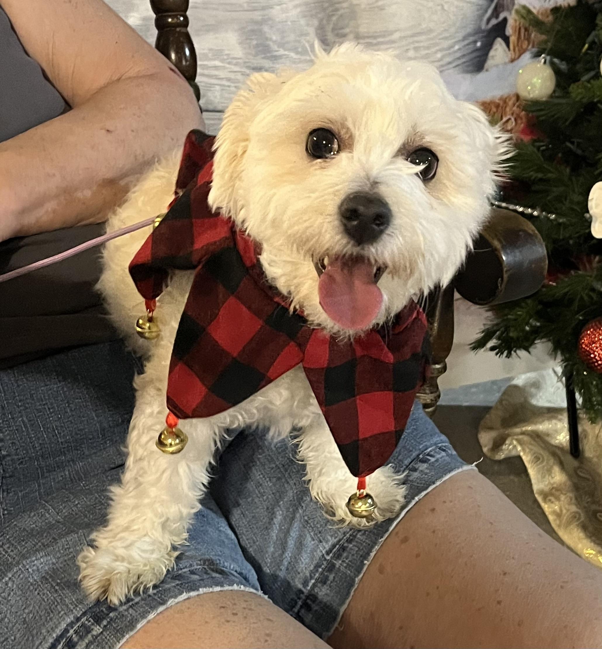 Enlarge Zeke, a ADOPTABLE mixed breed in Madison Heights, MI image 4/4