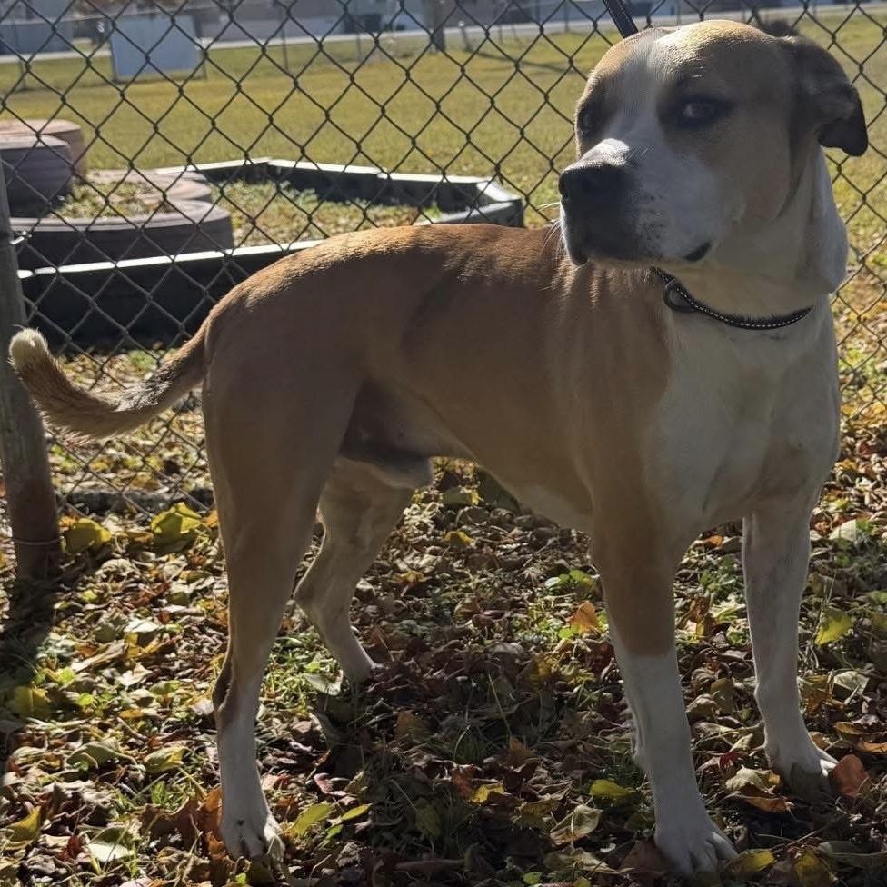 Frank, Adoptable, Adult Male Pit Bull Terrier & Retriever.