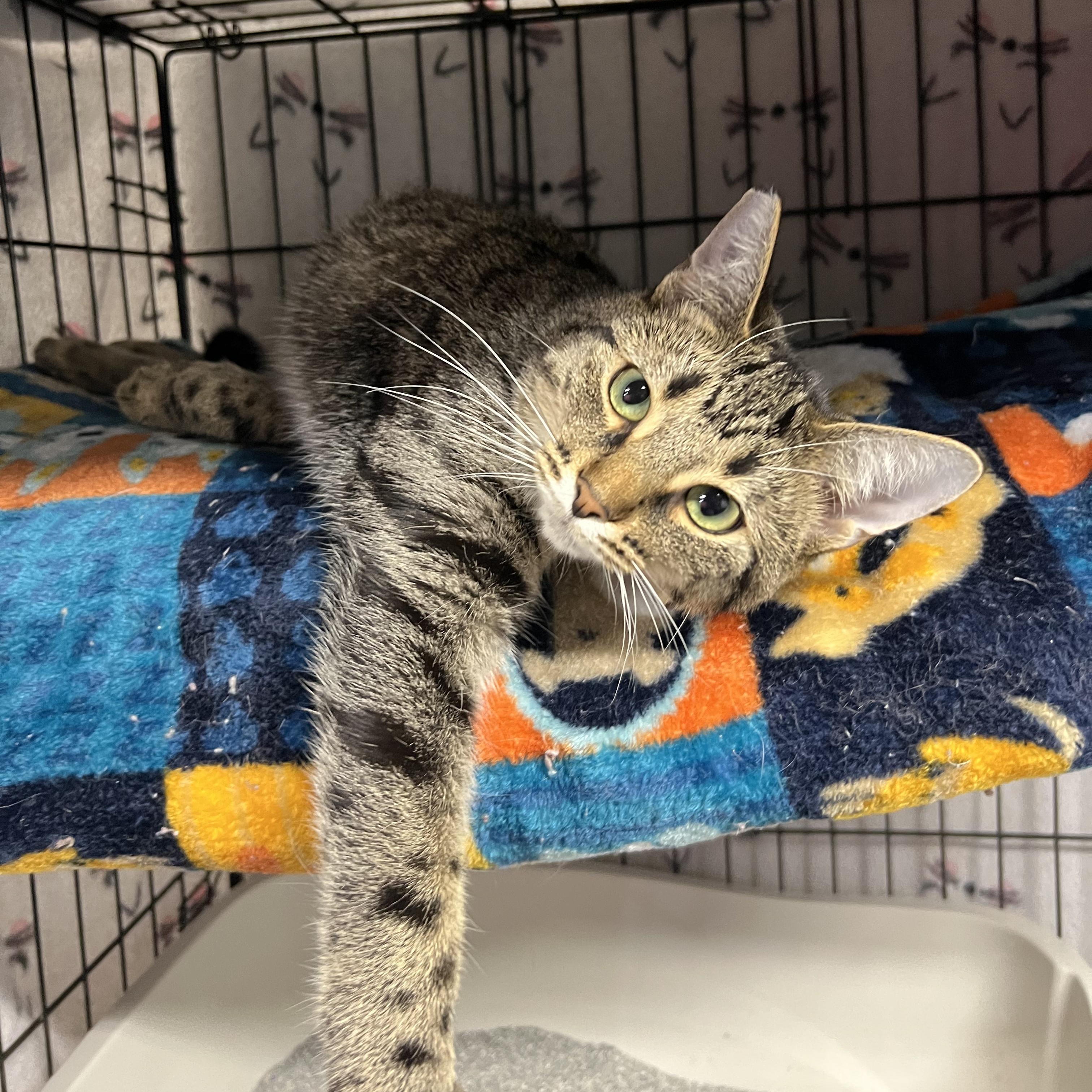 Binx, ADOPTABLE, Young Male Tabby.