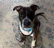 TAZ, a Adoptable Pit Bull Terrier in New York, NY image 5/6