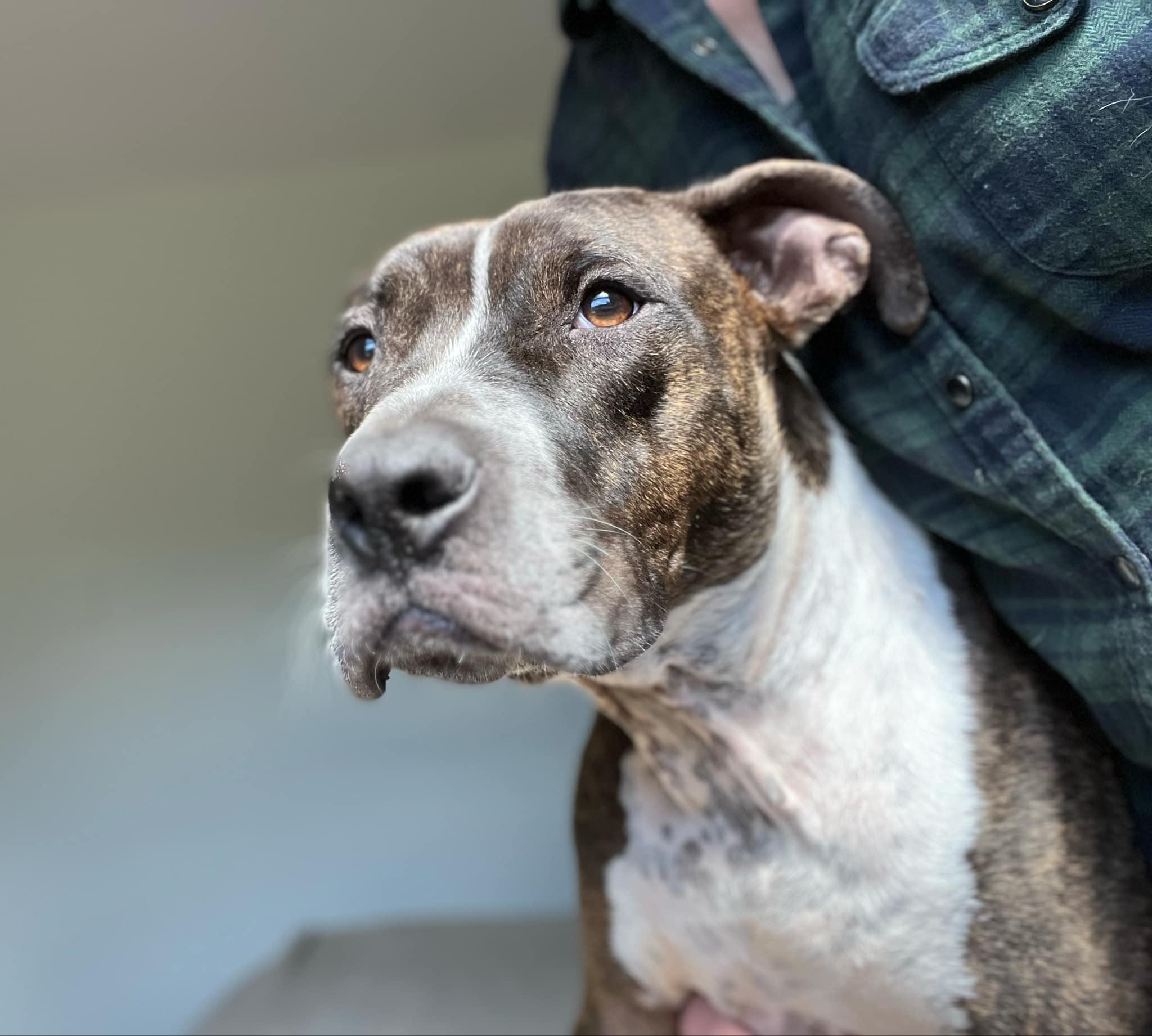 TAZ, a Adoptable Pit Bull Terrier in New York, NY image 1/6