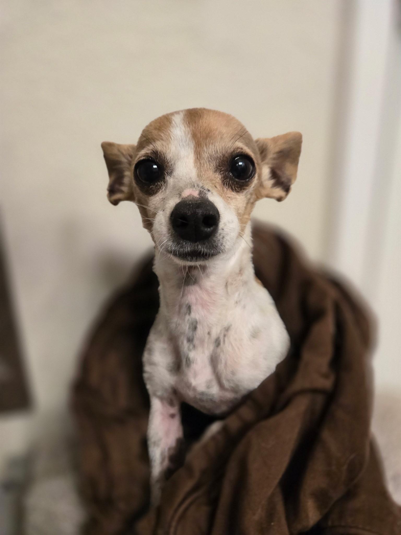 Enlarge Putter, a ADOPTABLE mixed breed in Albuquerque, NM image 1/1