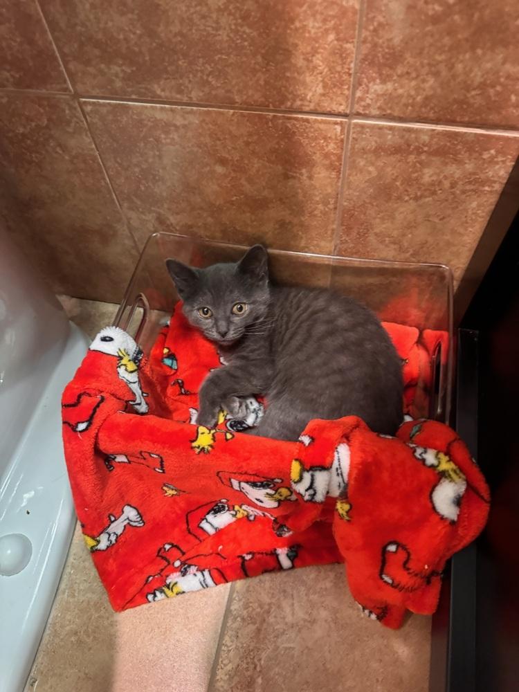 Ivy, Adoptable, Kitten Female Russian Blue & Domestic Short Hair.