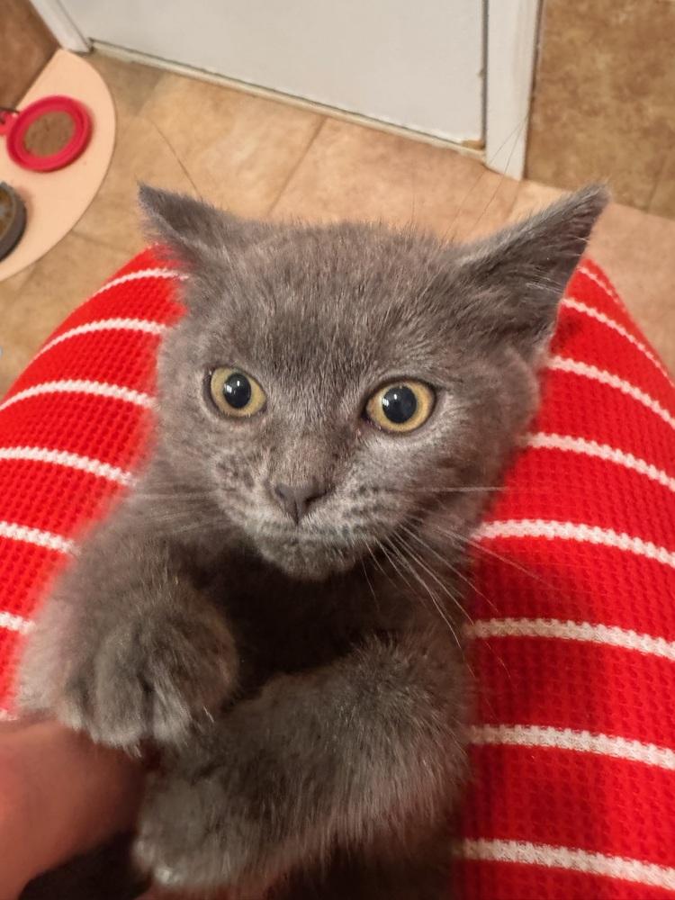 Ivy, a Adoptable mixed breed in New York, NY image 2/6