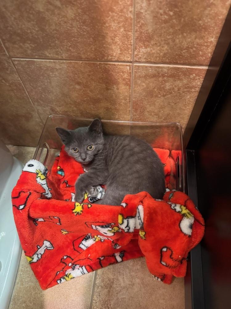 Ivy, a Adoptable mixed breed in New York, NY image 3/6