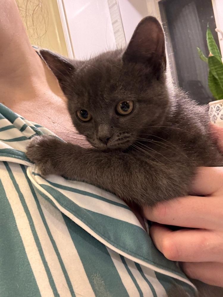 Ivy, a Adoptable mixed breed in New York, NY image 5/6