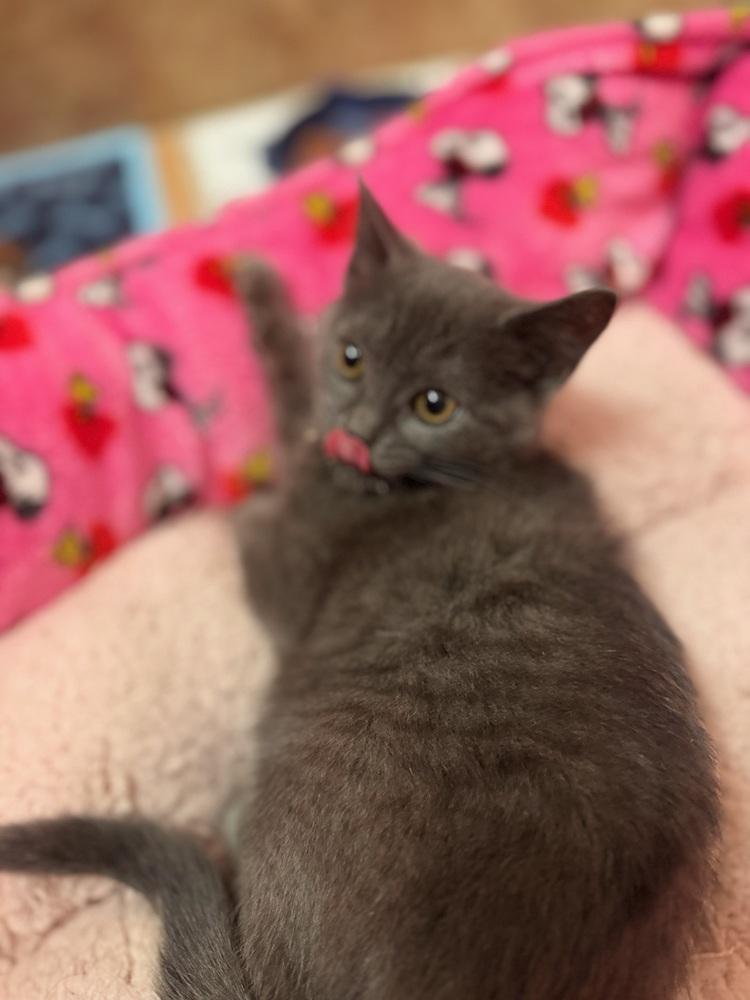 Ivy, a Adoptable mixed breed in New York, NY image 6/6