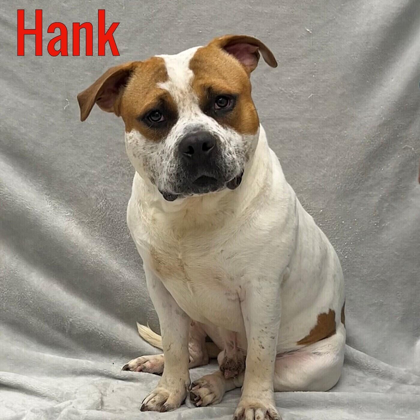 Hank, adopted, Adult Male American Bully.
