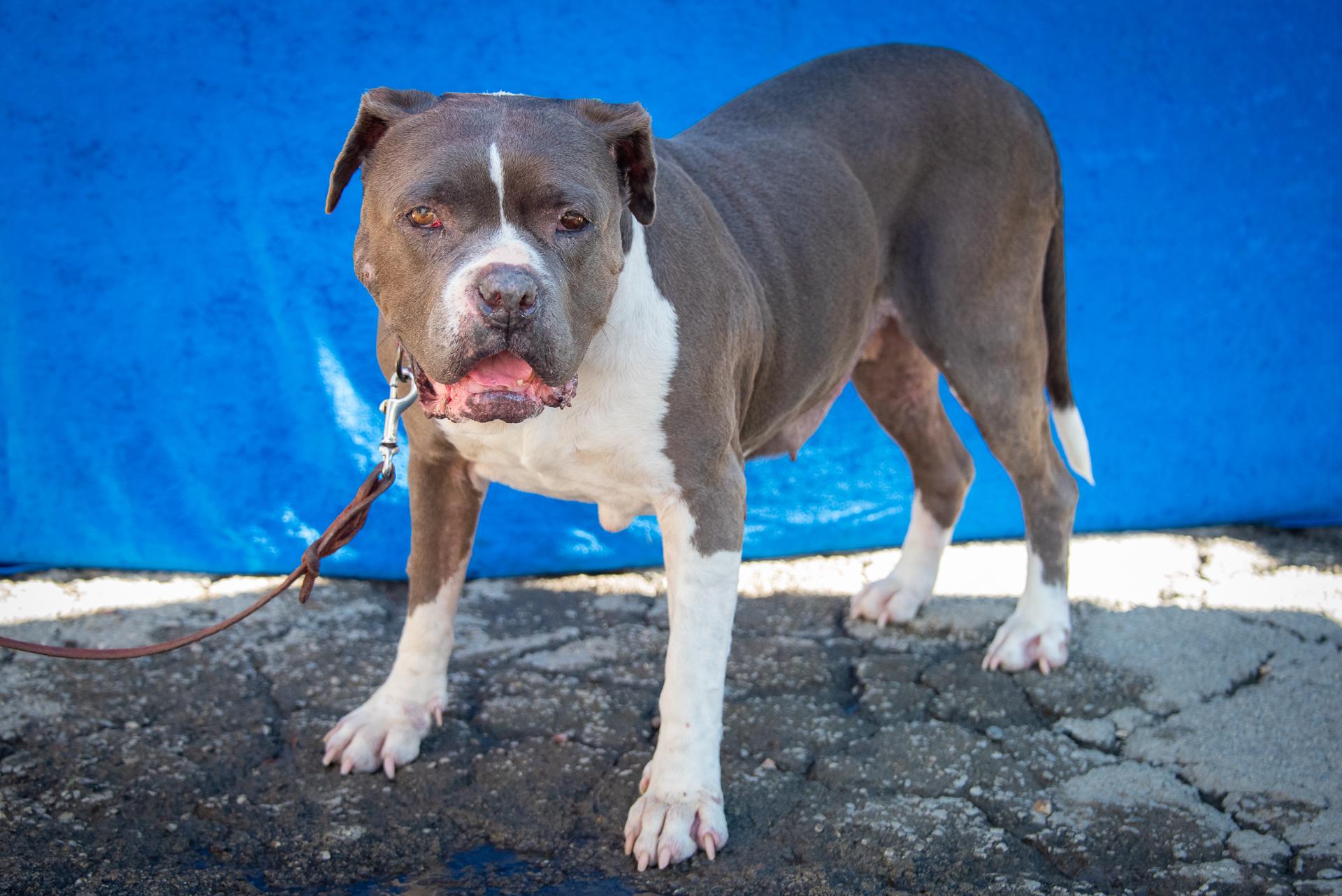 Sally Jo Brown (senior sweetheart), a Adoptable mixed breed in Pasadena, CA image 2/5