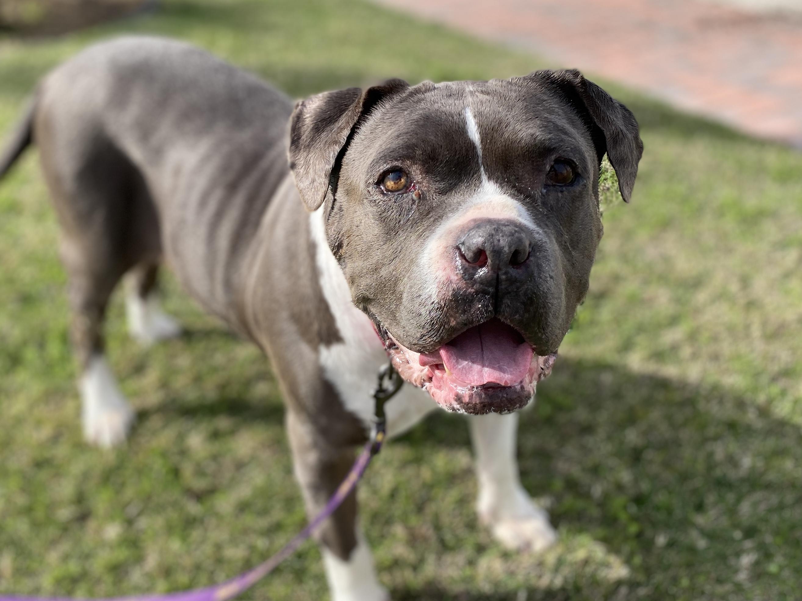 Sally Jo Brown (senior sweetheart), a Adoptable mixed breed in Pasadena, CA image 5/5
