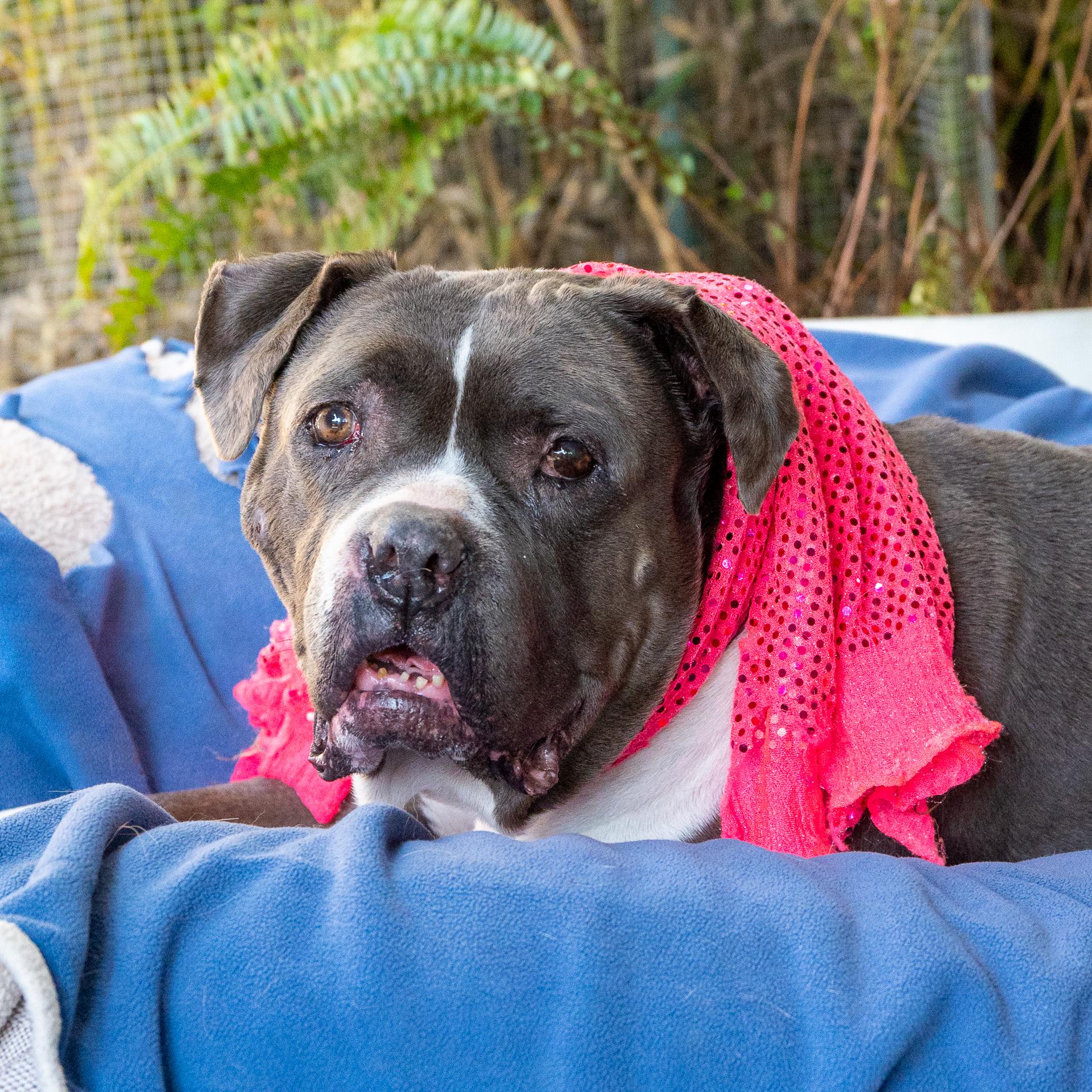 Sally Jo Brown (senior sweetheart), Adoptable, Senior Female Pit Bull Terrier & English Bulldog.