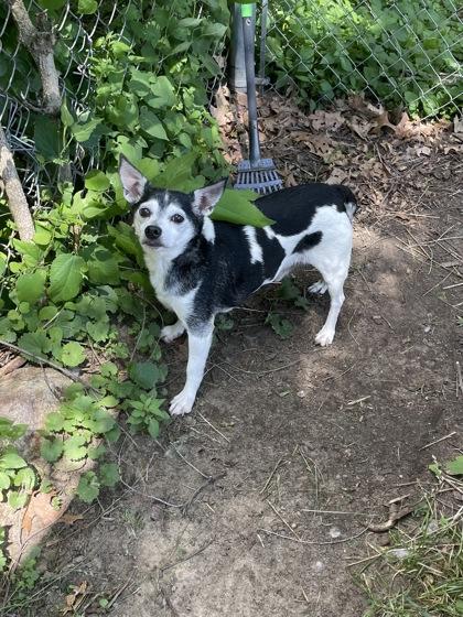 Enlarge Penguin, an adopted mixed breed in Mishawaka, IN image 2/4