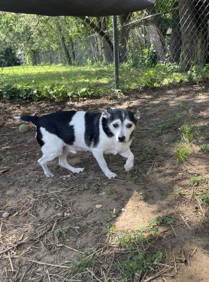 Enlarge Penguin, an adopted mixed breed in Mishawaka, IN image 1/4