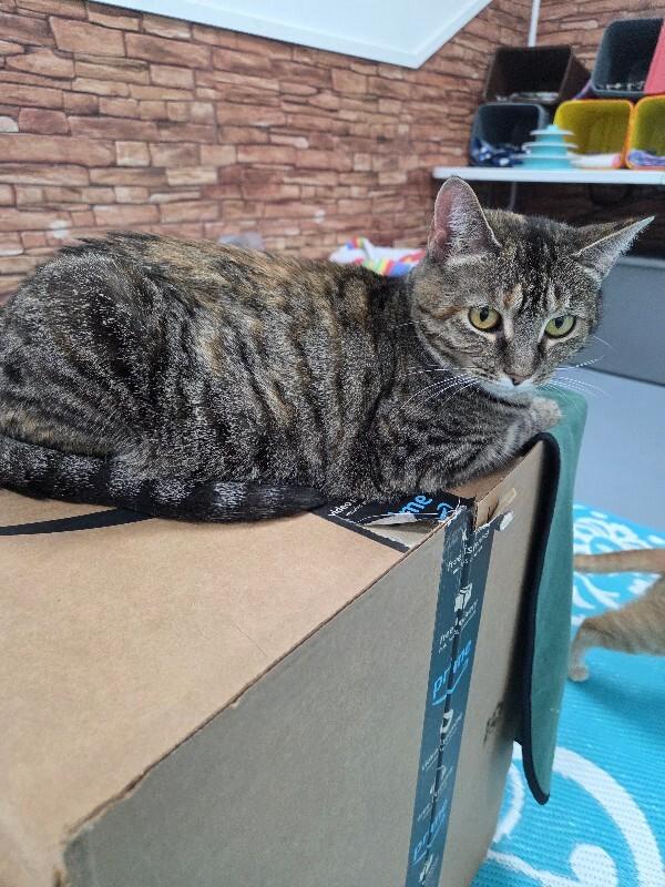 Puka, Adoptable, Adult Female Domestic Short Hair.