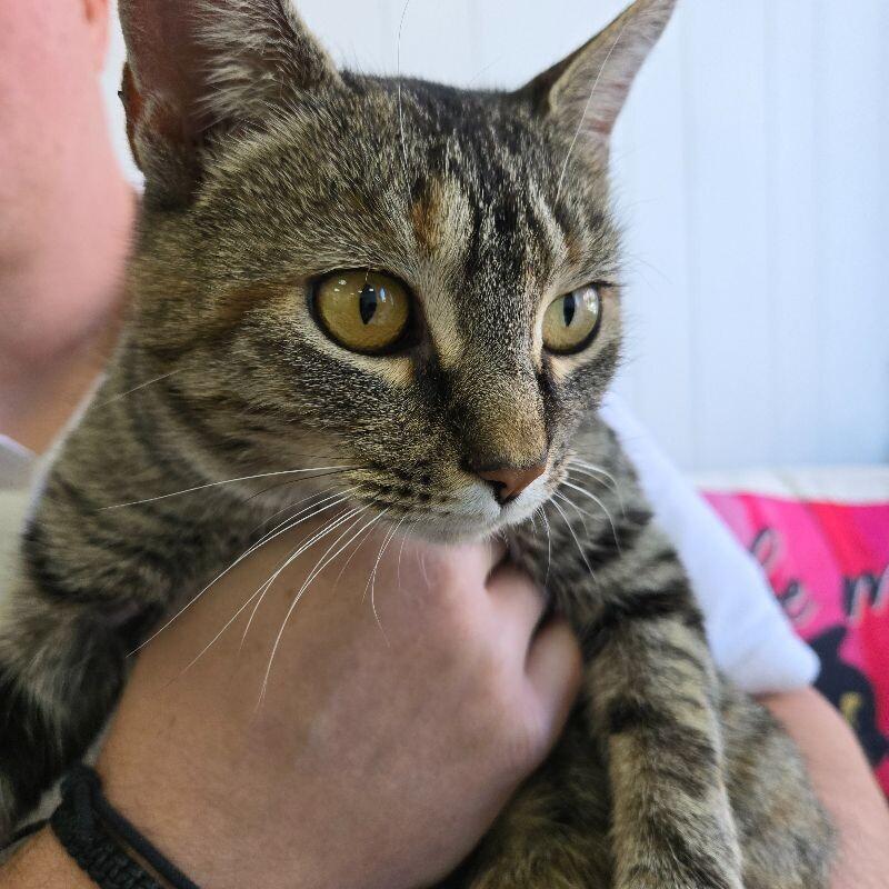 Puka, Adoptable, Adult Female Domestic Short Hair.