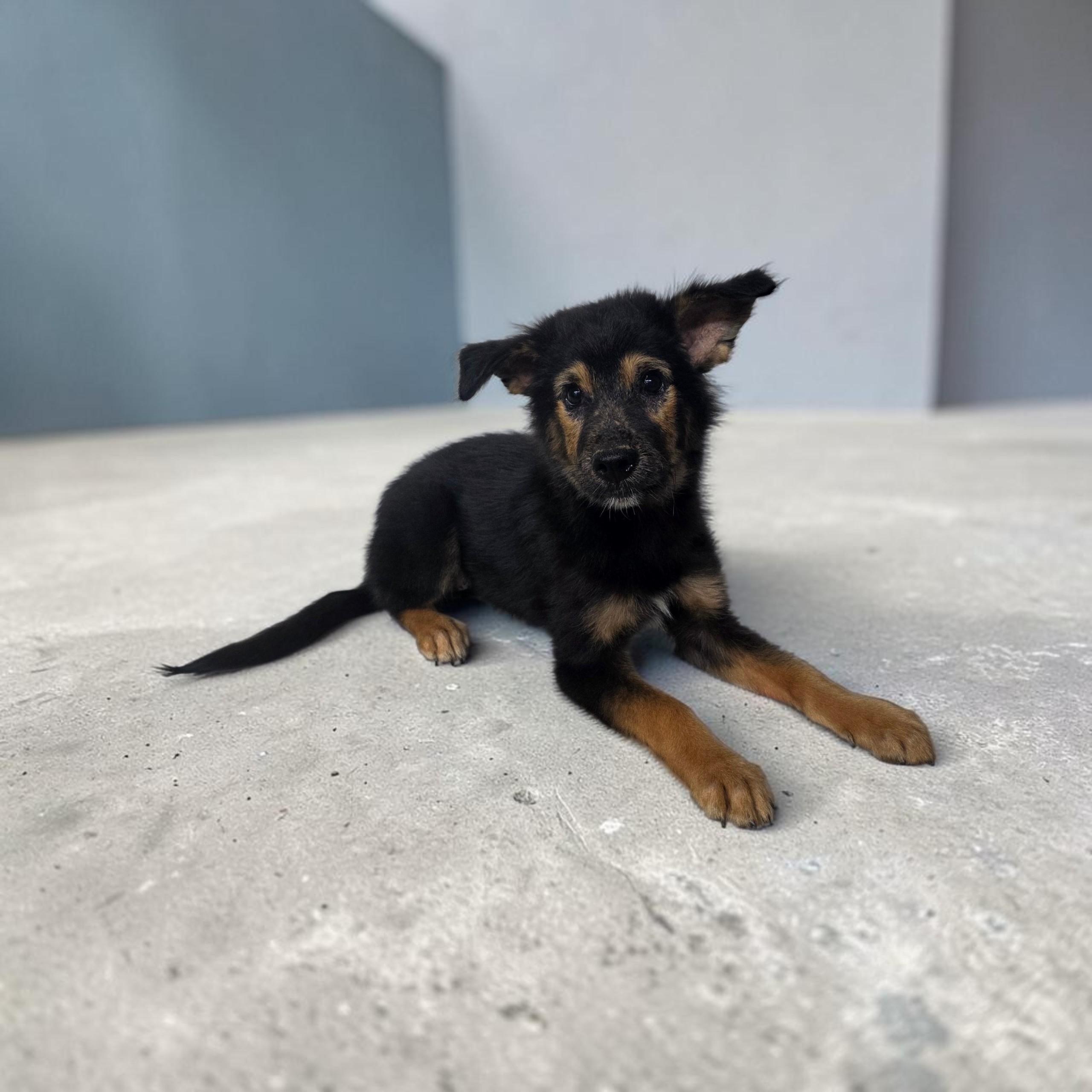 Lucy, ADOPTABLE, Puppy Female Spaniel.