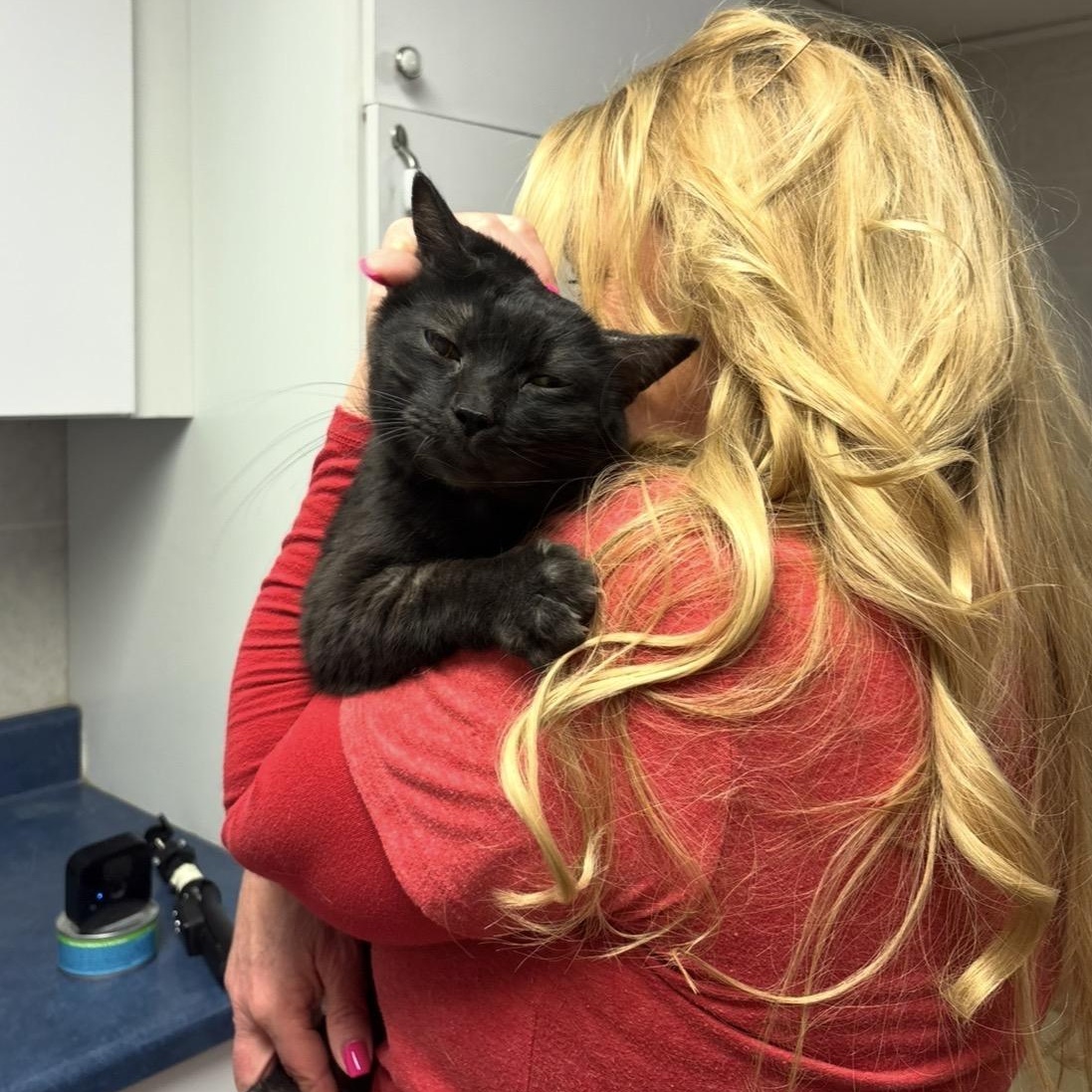 Tig and Jax bonded brothers , Adoptable, Senior Male Domestic Short Hair.