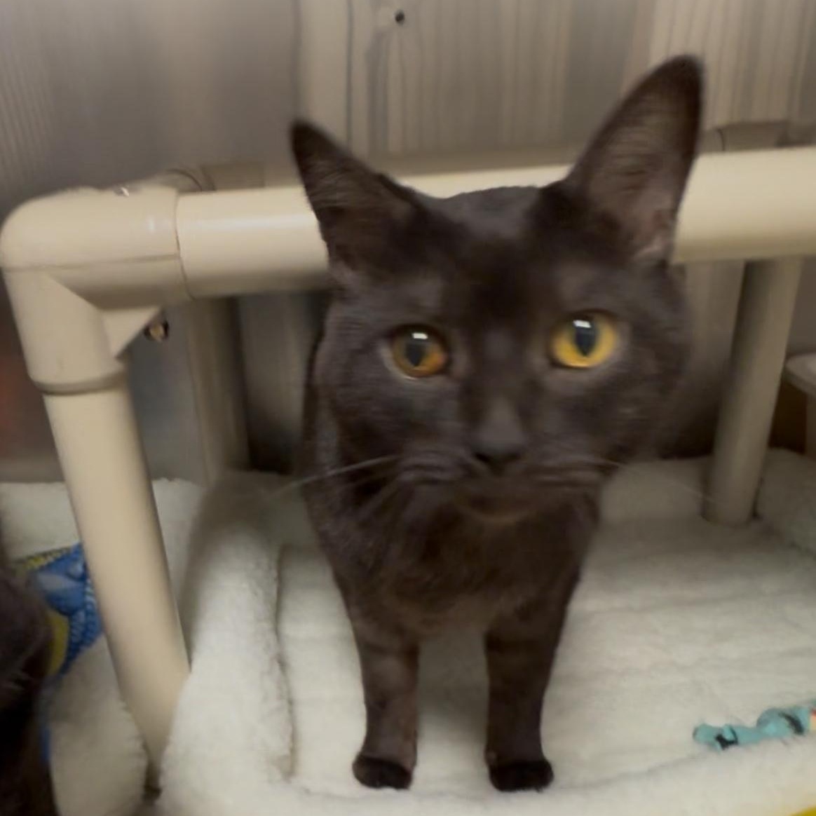 Tig and Jax bonded brothers , Adoptable, Senior Male Domestic Short Hair.
