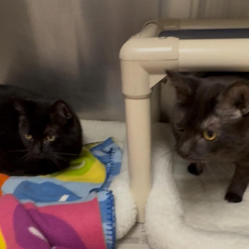 Enlarge Tig and Jax bonded brothers , a Adoptable Domestic Short Hair in North Kingstown, RI image 4/6
