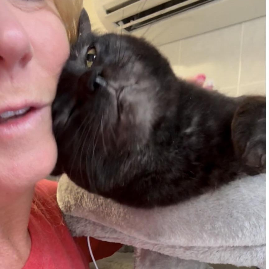 Enlarge Tig and Jax bonded brothers , a Adoptable Domestic Short Hair in North Kingstown, RI image 2/6