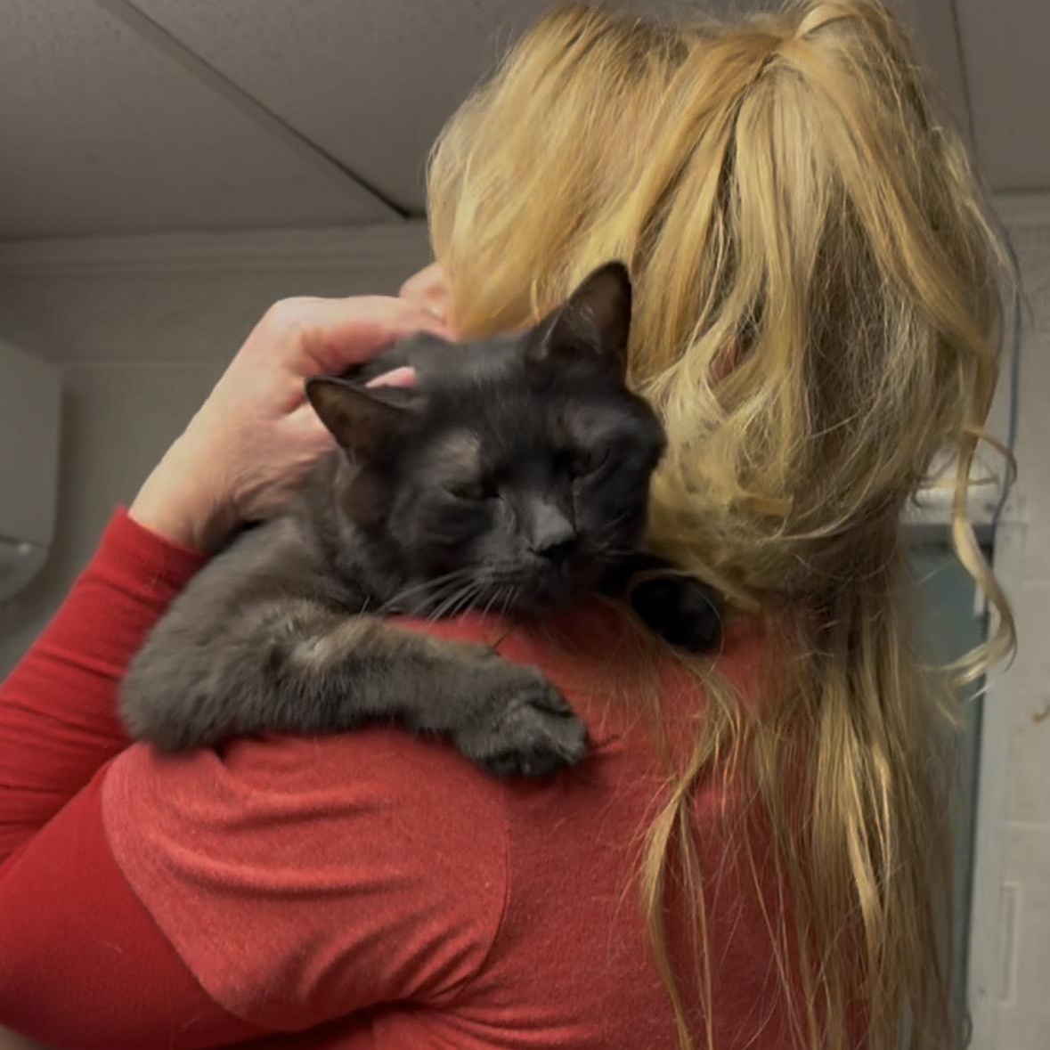 Enlarge Tig and Jax bonded brothers , a Adoptable Domestic Short Hair in North Kingstown, RI image 3/6