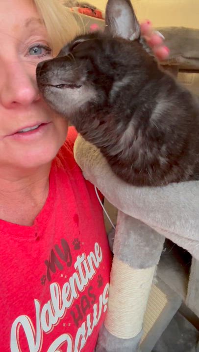 Enlarge Tig and Jax bonded brothers , a Adoptable Domestic Short Hair in North Kingstown, RI video 6/6