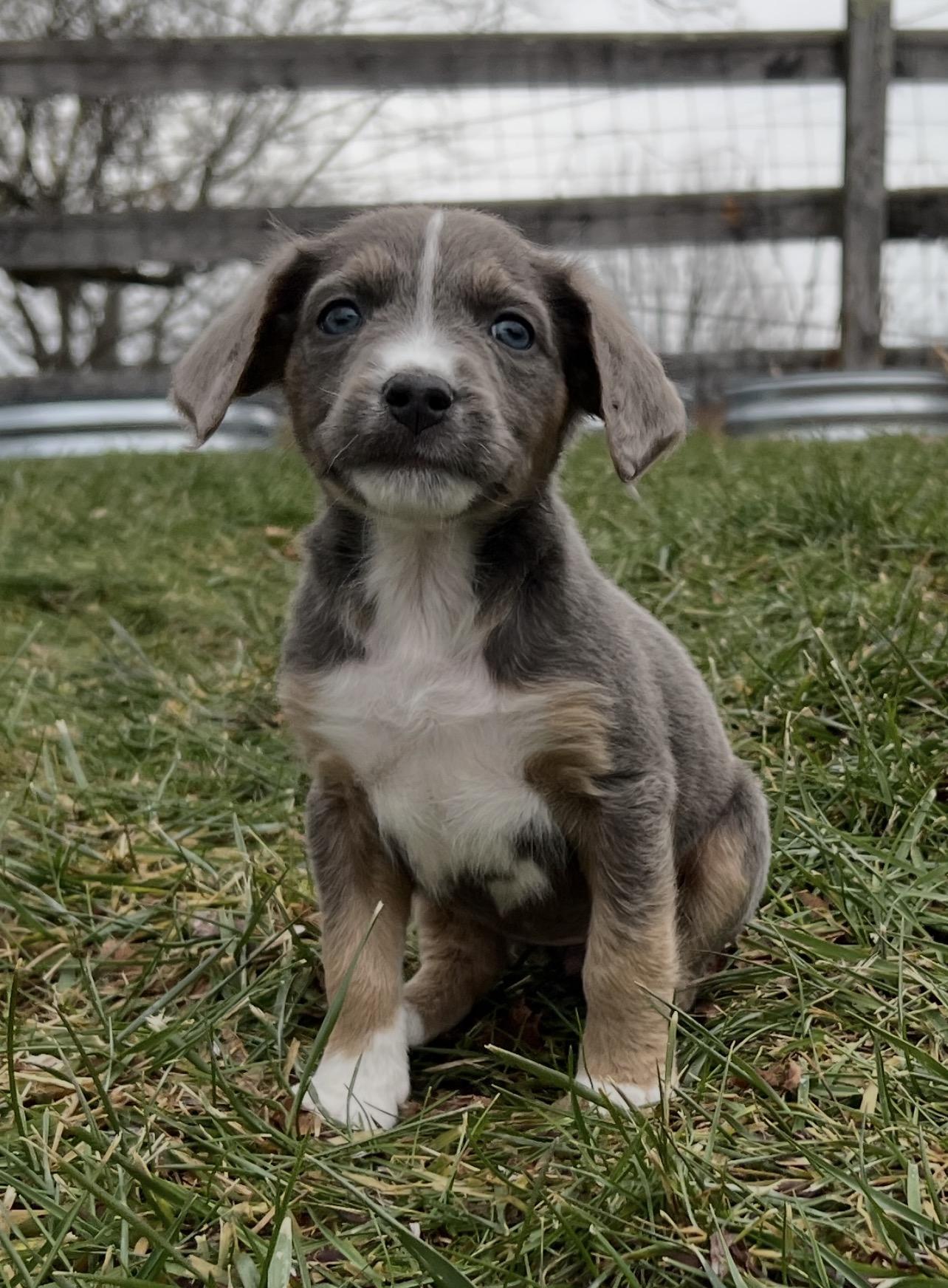 Enlarge Tina!, an adopted mixed breed in Germantown, NY image 4/6