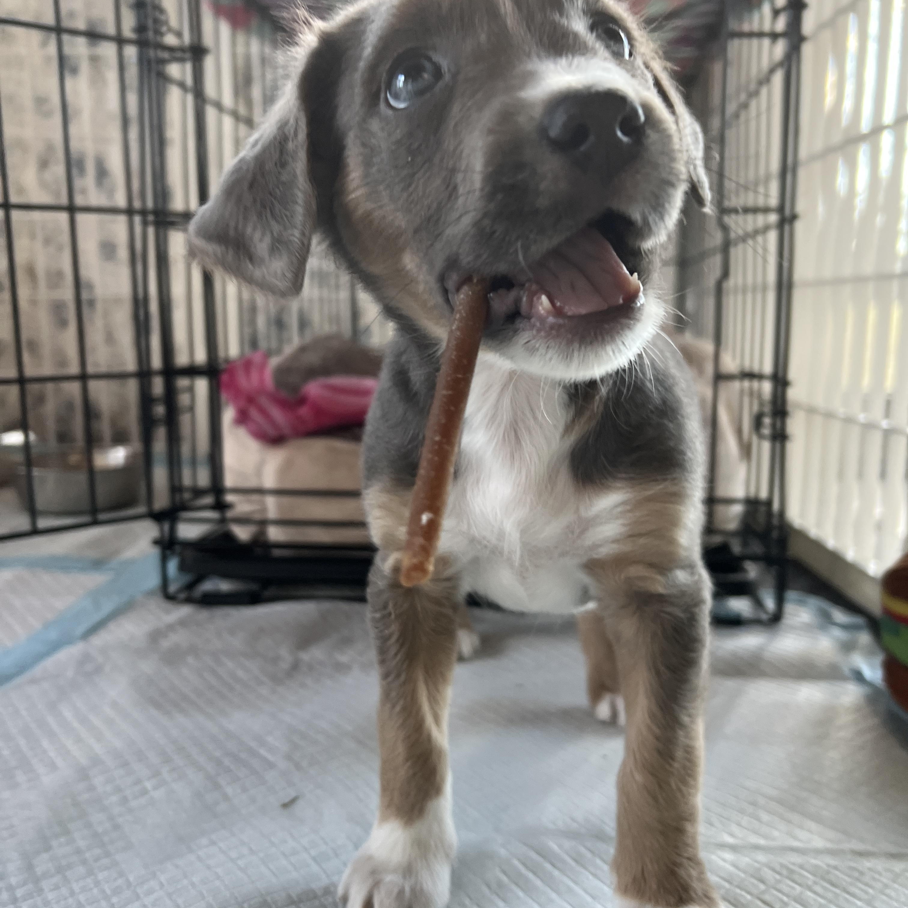 Enlarge Tina!, an adopted mixed breed in Germantown, NY image 6/6