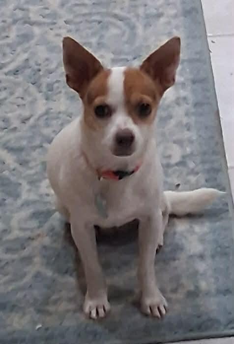 Enlarge Lady Eris, a Adoptable Mixed Breed in De Pere, WI image 1/4