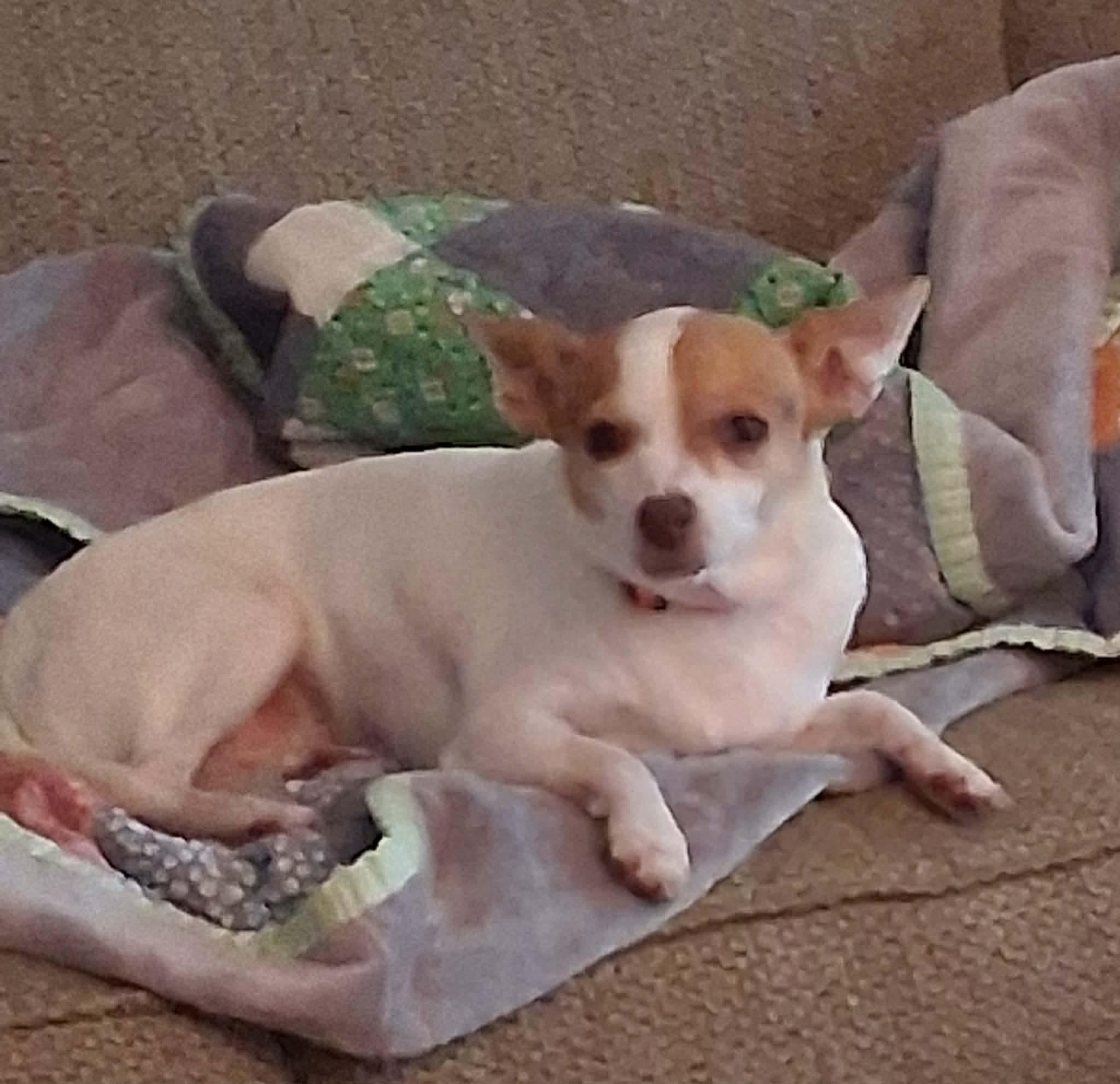 Enlarge Lady Eris, a Adoptable Mixed Breed in De Pere, WI image 4/4