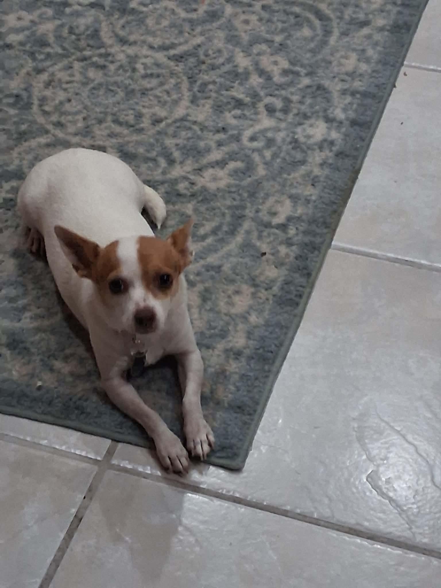 Enlarge Lady Eris, a Adoptable Mixed Breed in De Pere, WI image 2/4