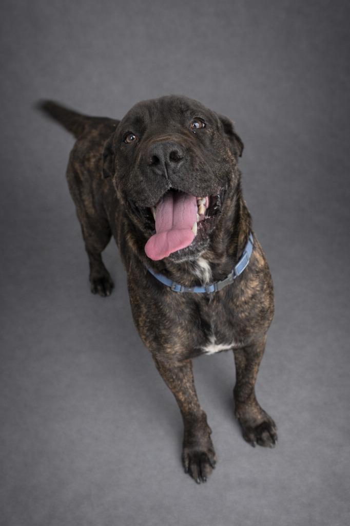 Enlarge Marie, a Adopted Cane Corso in Hardeeville, SC image 1/1