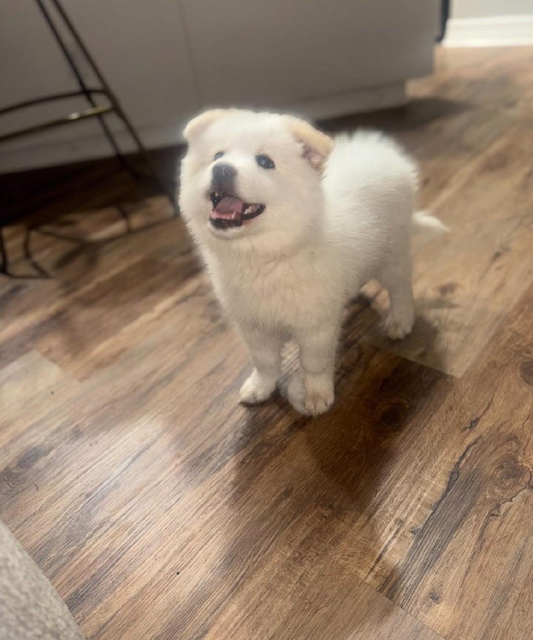 Snow Flake thumbnail 2