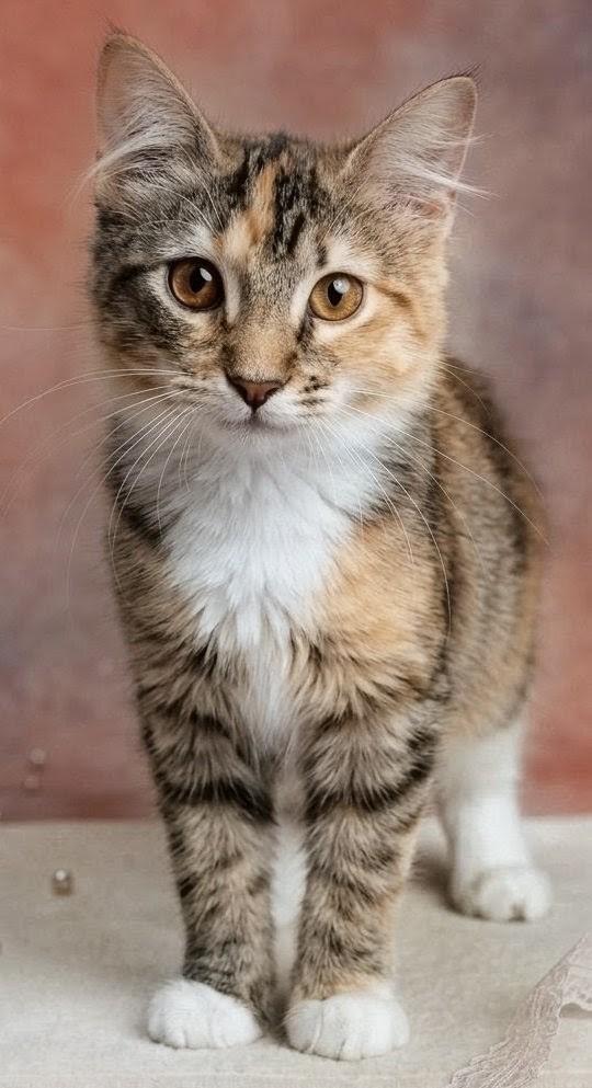 Enlarge Ella Mae, a Adopted mixed breed in Mobile, AL image 3/4