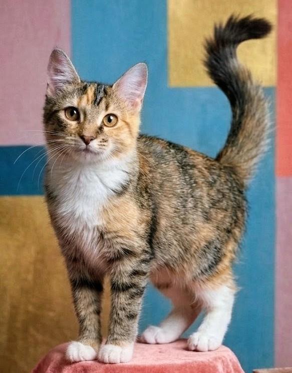 Ella Mae, Adopted, Kitten Female Calico & Domestic Medium Hair.