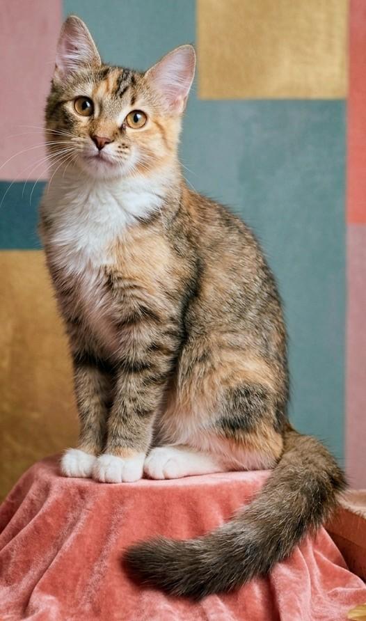 Enlarge Ella Mae, a Adopted mixed breed in Mobile, AL image 2/4