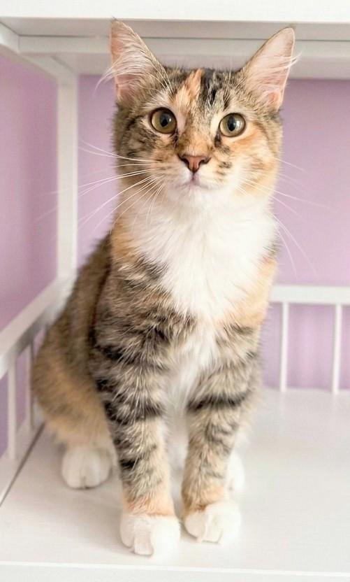Enlarge Ella Mae, a Adopted mixed breed in Mobile, AL image 4/4