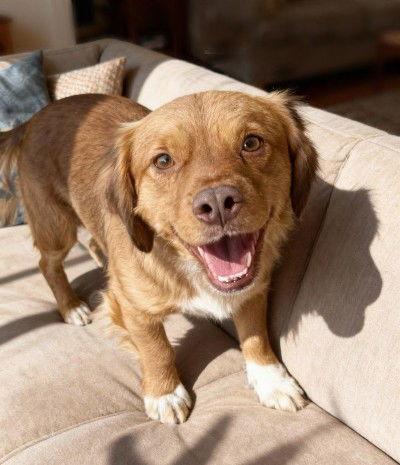 **LUCKY**, Adoptable, Young Male Corgi & Pug.