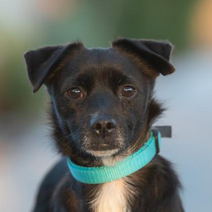 Enlarge Taco  **IN FOSTER**, a Adoptable mixed breed in Scottsdale, AZ image 1/2